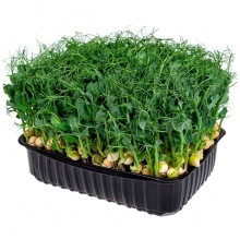 Микрозелень горошка
