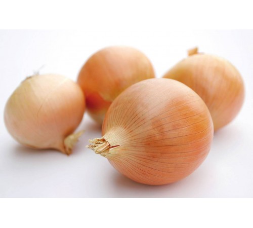 Лук репчатый