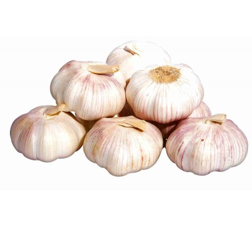 Чеснок свежий урожай
