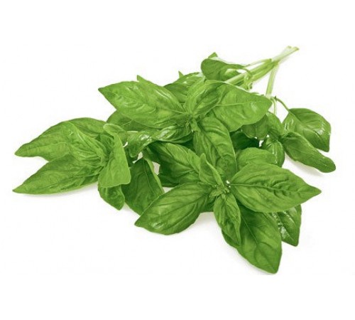 Базилик зеленый
