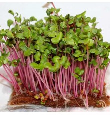Микрозелень редиса 1шт
