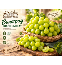 Виноград Шайн Мускат Китай