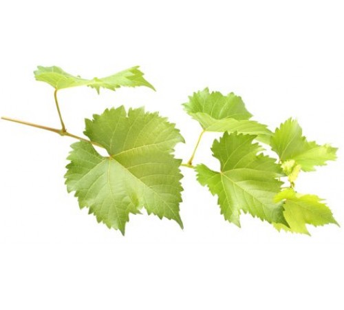 Лист виноградный большой
