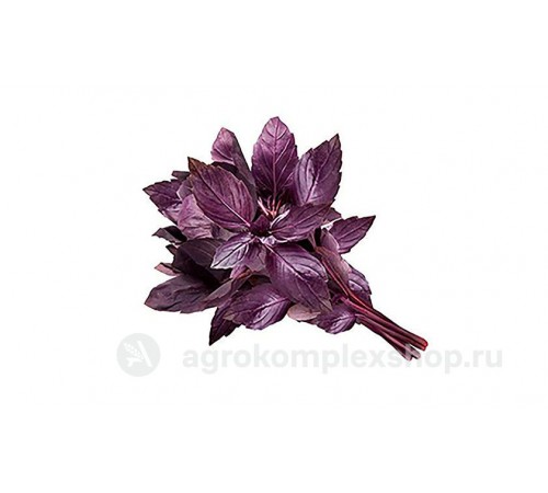 Базилик синий
