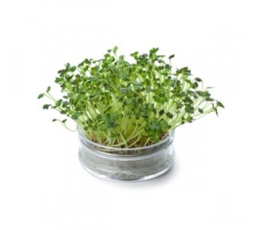 Кресс руккола 20гр
