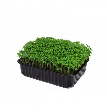 Кресс кольраби 10гр
