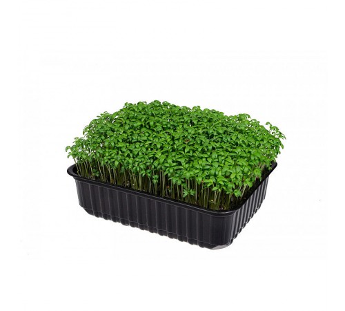 Кресс кольраби 10гр
