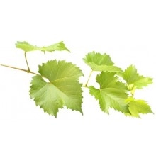 Лист виноградный большой