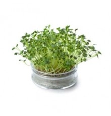 Кресс руккола 20гр